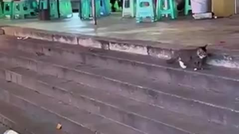 the moment he realised | funny video | crazy clips