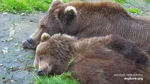 Bed Time for Brown Bears