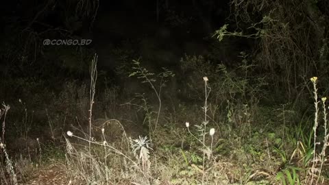 🤯👁️ Did This Witness Really See a Dinosaur in the Sky?! | TheTruthAbove