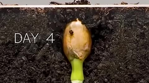 Peanut Time Lapse _amazingtube _timelapse