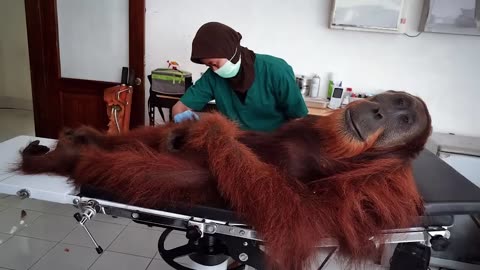 Animals Who Totally Distract Vets During Checkups! 🤣 Funniest ANIMAL Videos