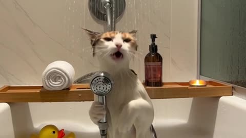 singing cat