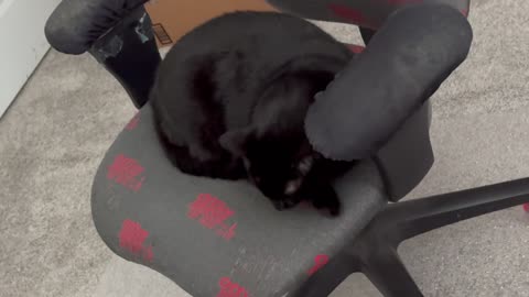 Cute Precious Piper Sleeps on an Important Decision - Adopting a Cat from a Shelter Vlog