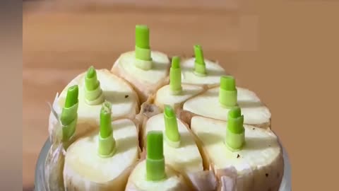 7 days in 10 sec, garlic regrowing in water