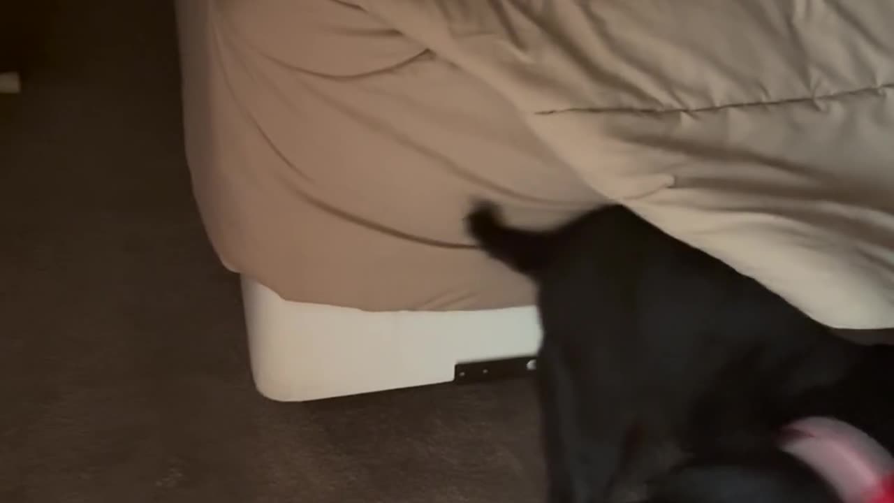 😂🤪 Watch Shadow's Hilarious Bath Moment! | FunFM