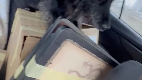 POV: Your 14-Year-Old Dachshund Has to Go on Every Car Ride