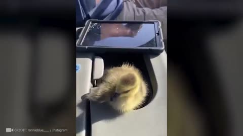 Humans Risking Everything to Save Animals – Powerful Rescue Footage 💥🐕