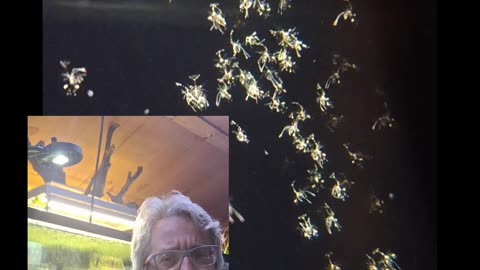 Day 14 of the peppermint shrimp grow out attempt.