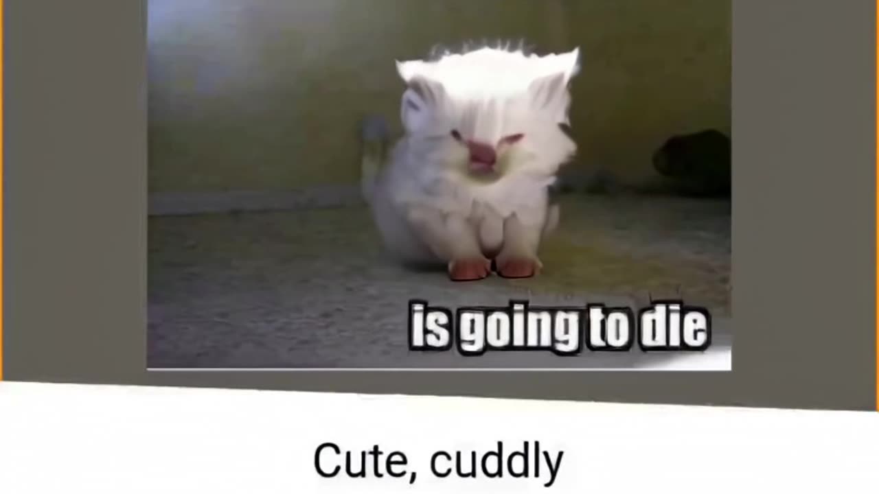 gato kkk