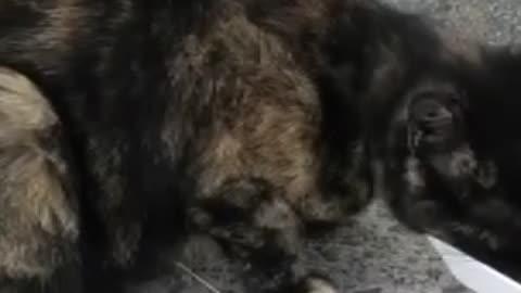 Smoker dog and funny cat's