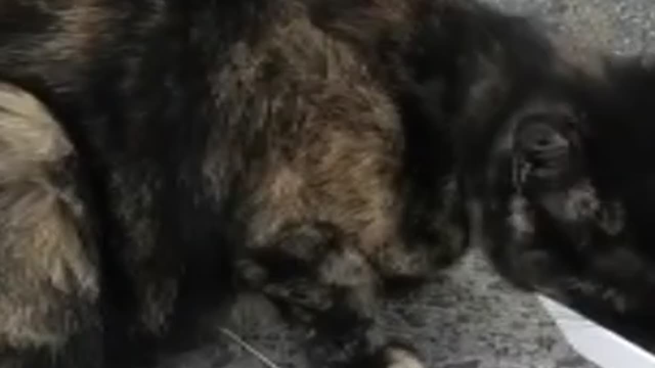 Smoker dog and funny cat's
