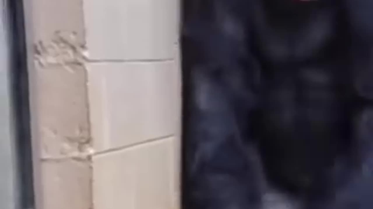 Funny Animals