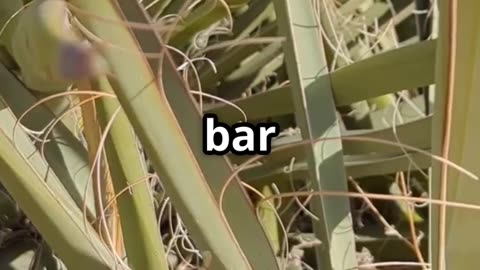 How To Make Soap From A Yucca Root!