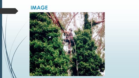 Best Tree Pruning in Hokio Beach