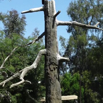 California Condor at The San Diego Zoo