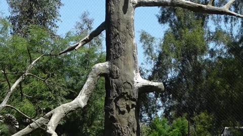 California Condor at The San Diego Zoo