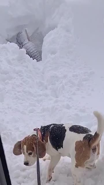 The only way to get out of the house is through the window