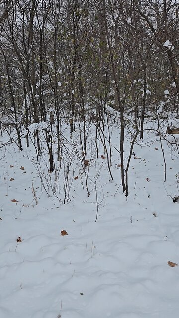 Deer Seriously Chilling in the Woods