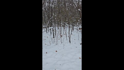 Deer Seriously Chilling in the Woods