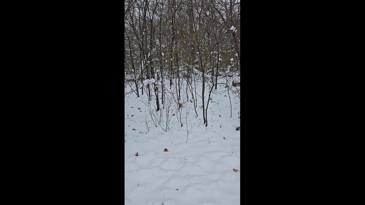 Deer Seriously Chilling in the Woods