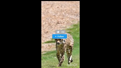 The Fastest animal#cheetah#wildlife