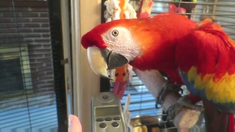 PARROT TAKES CALL FROM FIRST LOVE, DAD 🦜 ❤️ 👨 📱