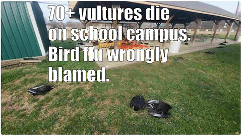 70+ vultures die on school campus - Bird flu wrongly blamed.