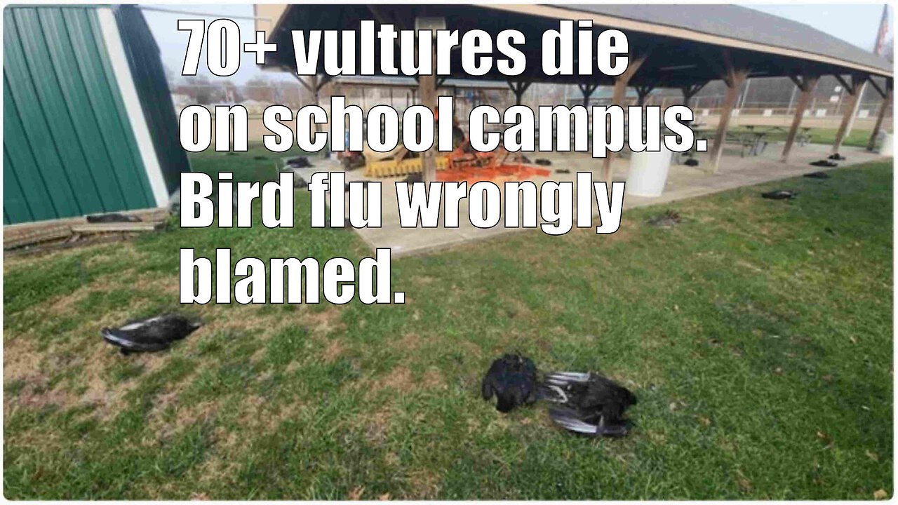 70+ vultures die on school campus - Bird flu wrongly blamed.