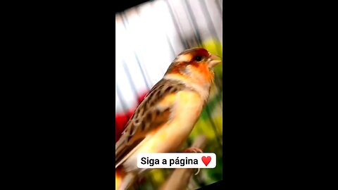 Sweet voice canary