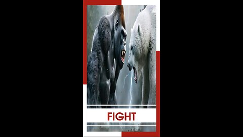 fight