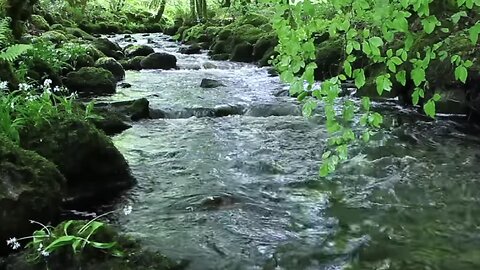 Menikmati aliran air sungai dengan suara alam yang indah