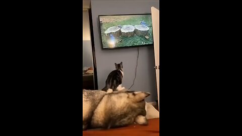 Funniest Dog And cat video You Will ever see..