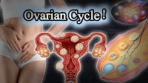 "Ovarian Cycle Explained: Unlocking the Secrets of Female Health 🌸 #Hormones