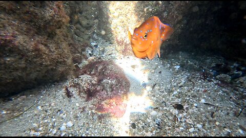 CUTE AMAZING COLOR Fish #Garibadi #cute #babyanimals #underwater Lounging