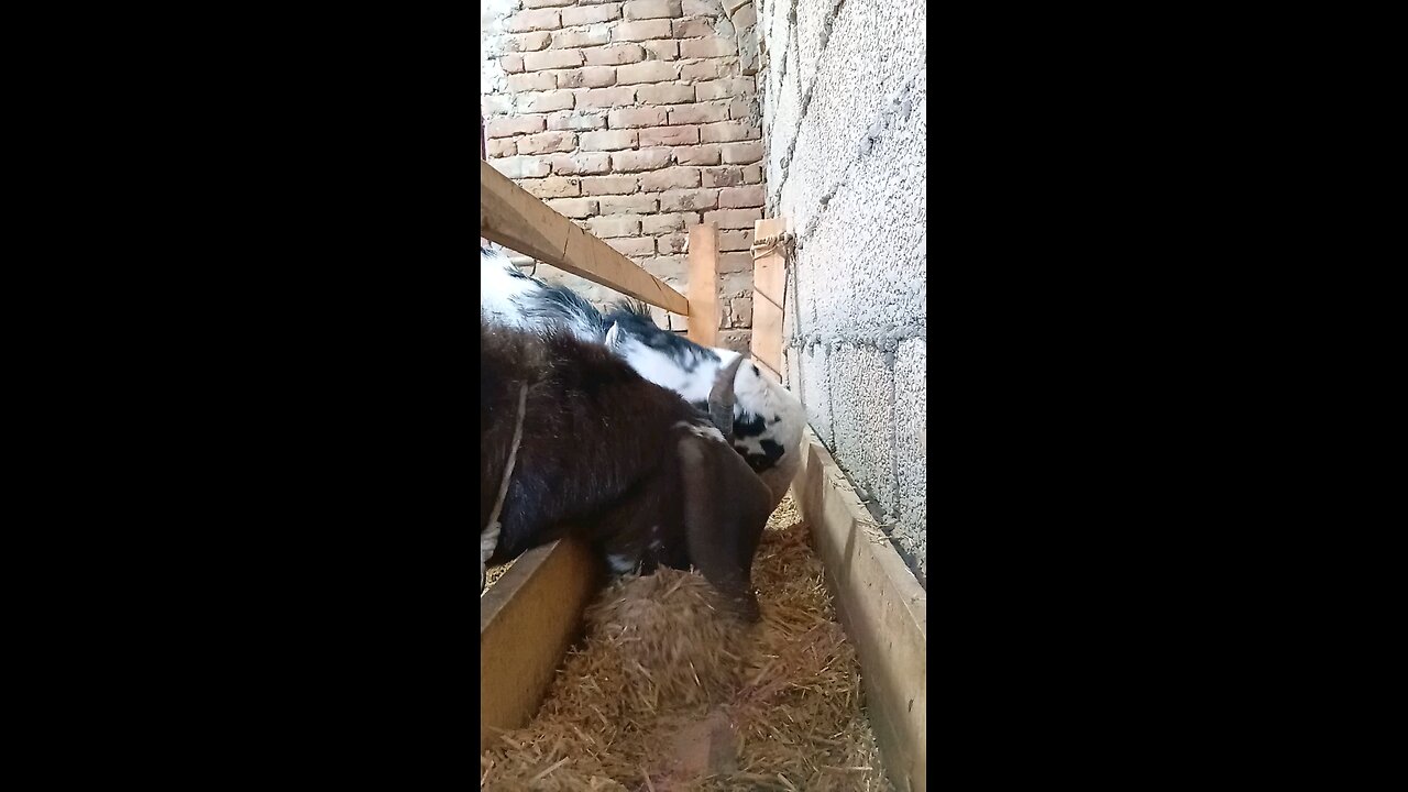 Brown Goat Eating Food | Petstreet