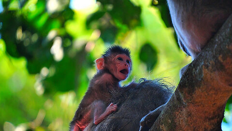 Oh Wow! Baby Emory on The High Tree Without Holding By Mom, Must Be Scared