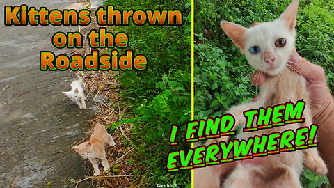 Kittens Thrown on the Roadside — A Day in Indonesia’s Dumping Crisis 💔