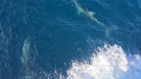 Dolphins riding the bow wake