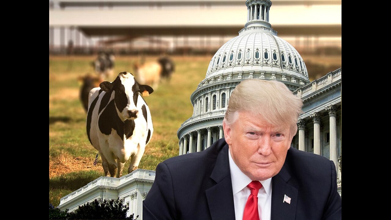 Cows would've never existed if it wasn't for Donald Trump!!!