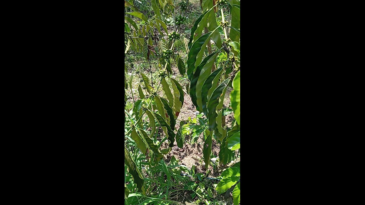 colheita de café pra 2026