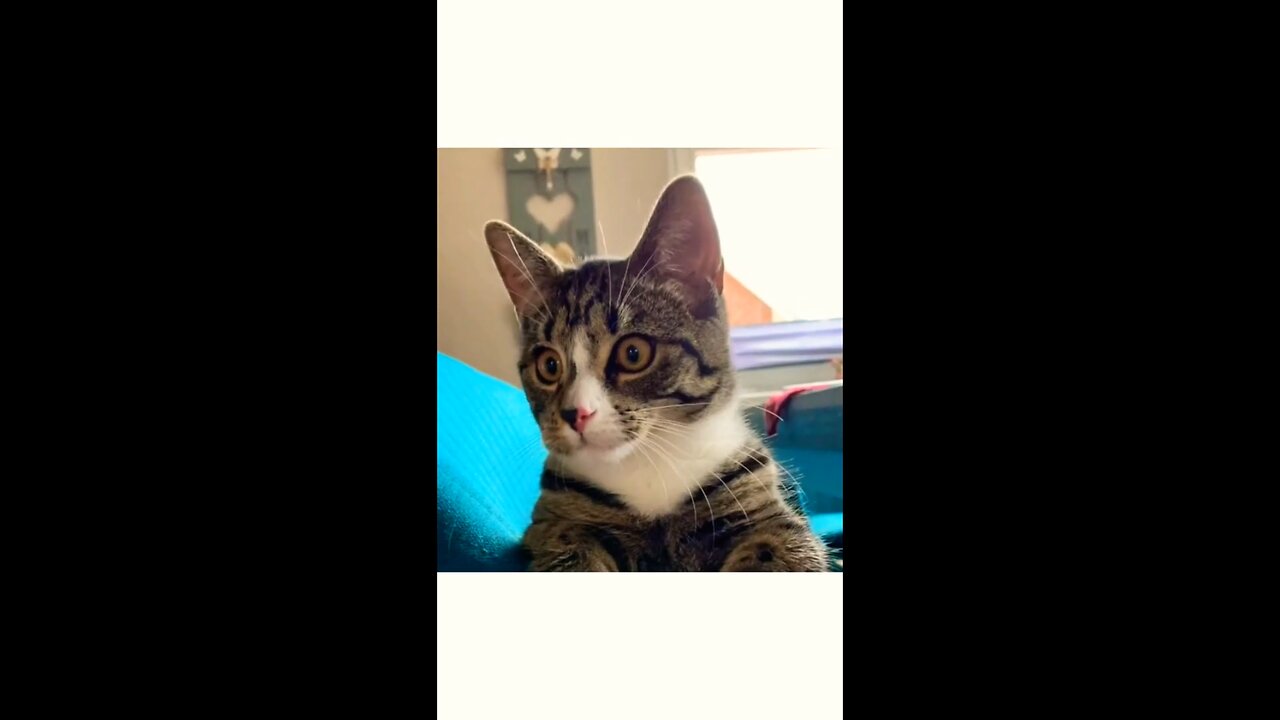 funny animal