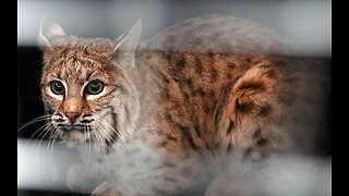 Bobcat Rescue Two Kansas Linemen Rescue Frozen-Down Mother Cat, Kitten