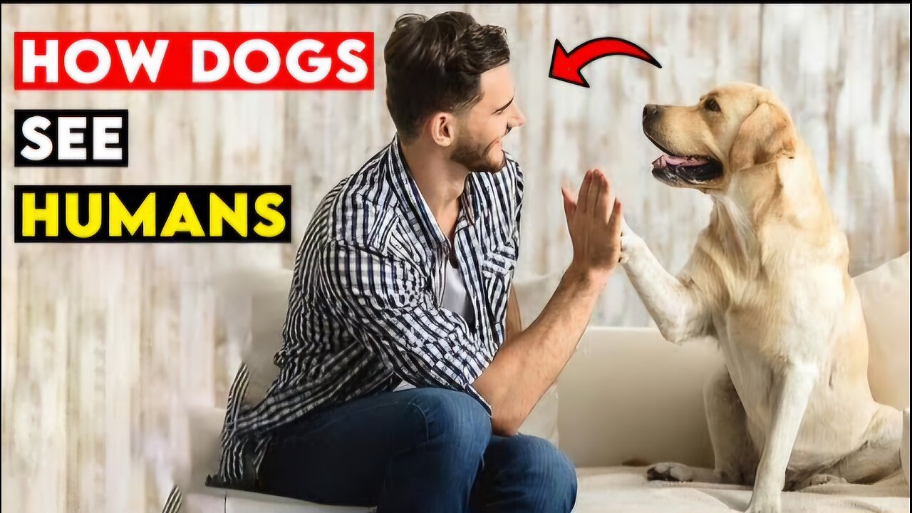 What Your Dog Actually Thinks When They Look At You?
