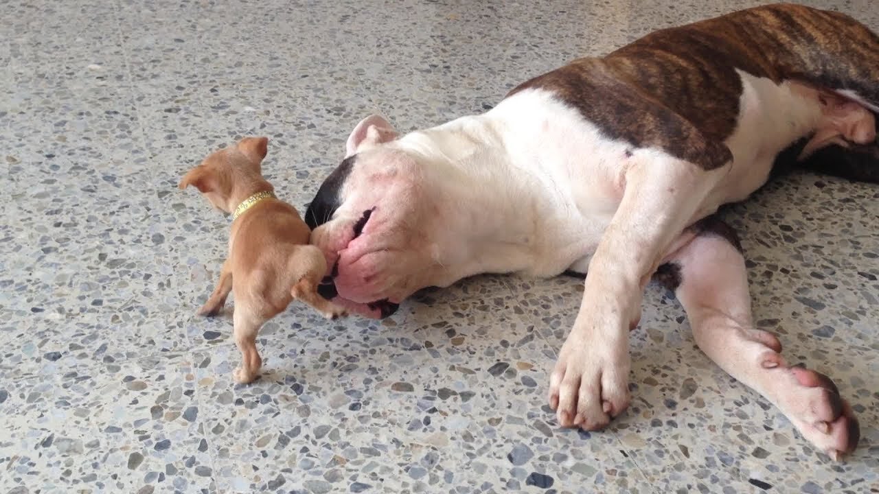 Tiny Chihuahua puppy adorably teases sleepy American bulldog