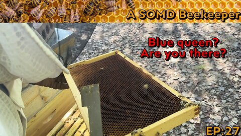 SOMD Beekeeping ep: 27 - End of September inspections PT1
