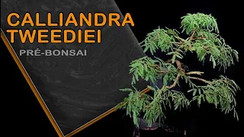 Pré-Bonsai - Calliandra tweediei: Bonsai SP