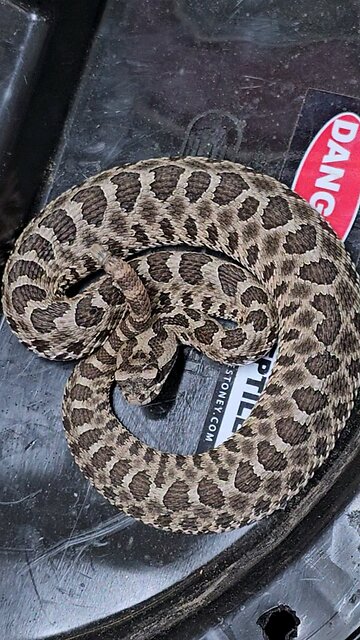 Head bobbing display of a massasauga rattlesnake