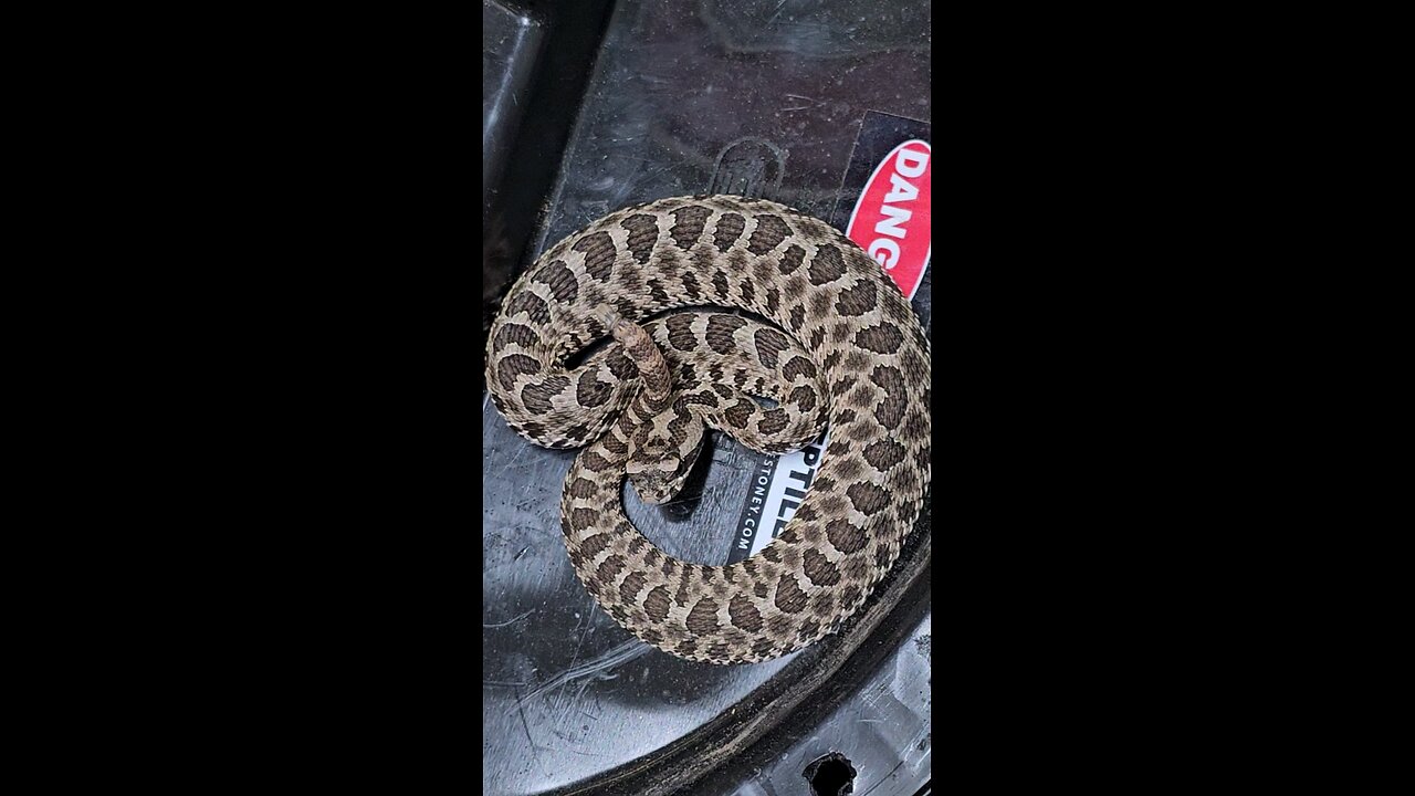 Head bobbing display of a massasauga rattlesnake