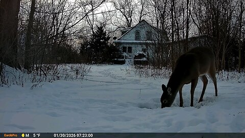 Deer Cam Deer Eating In Snow 01 30 2026 Game Cam Trail Camera