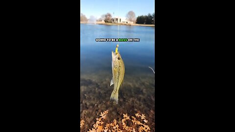 You can catch Bass with a 1g Lure #fishing #bassfishing #bfsfishing